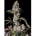 Gorilla Zkittlez Auto - FastBuds